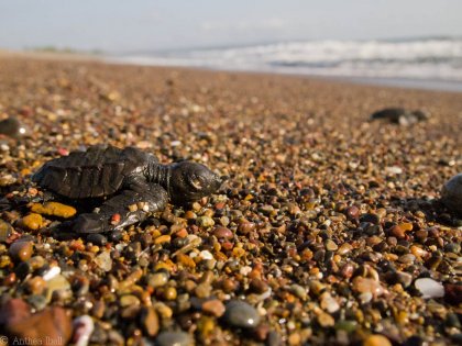 Olive Ridley Turtle at Caletas