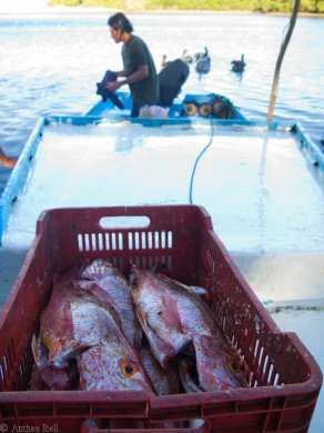 Red Snapper, Puerto Coyote