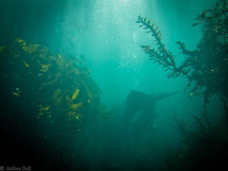 Dive at Island Bay, Wellington