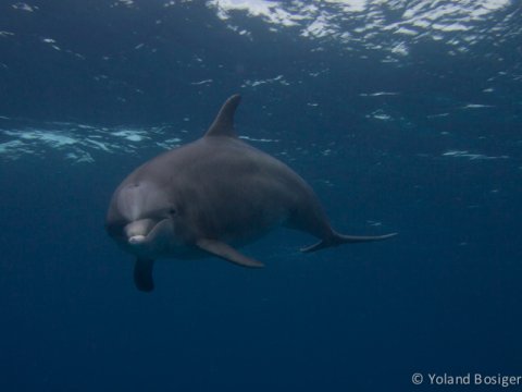 The dolphin dive
