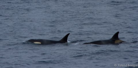 Orcas 