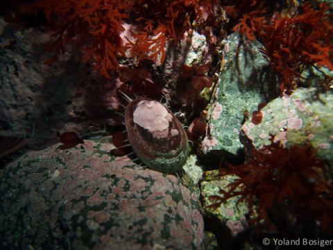 Limpets 