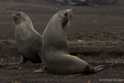 Fur Seals 