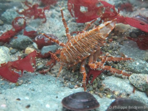 Giant Antarctic Isopod