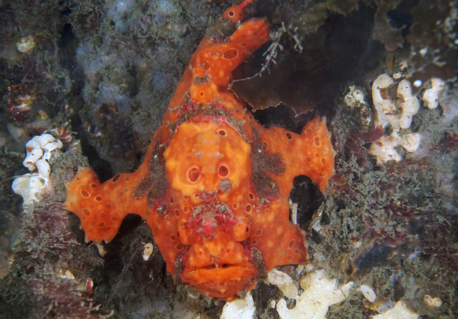 Frogfish copy