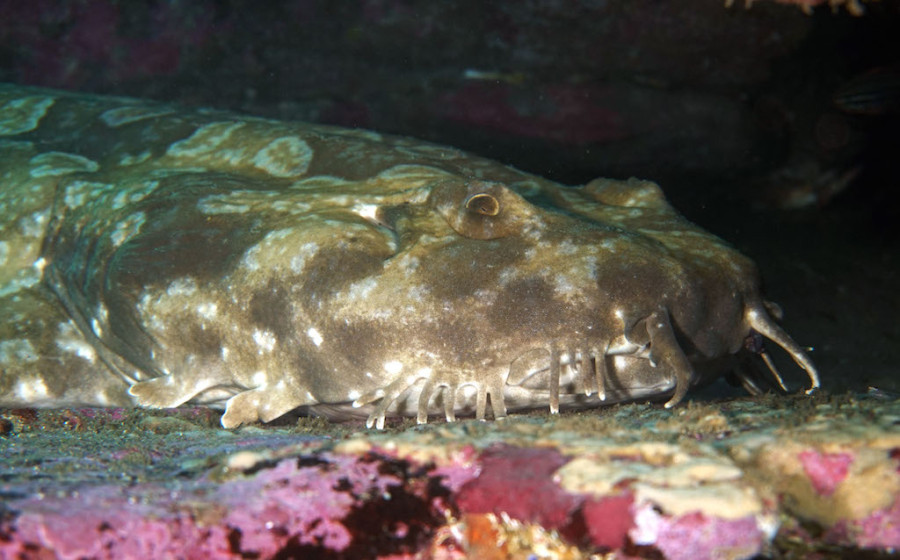 wobbegong copy