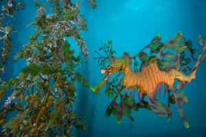 The first leafy sea dragon I have ever seen/photographed!