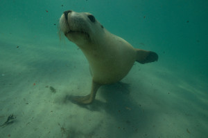 Sealion