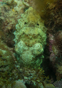 Can you spot the cuttlefish?