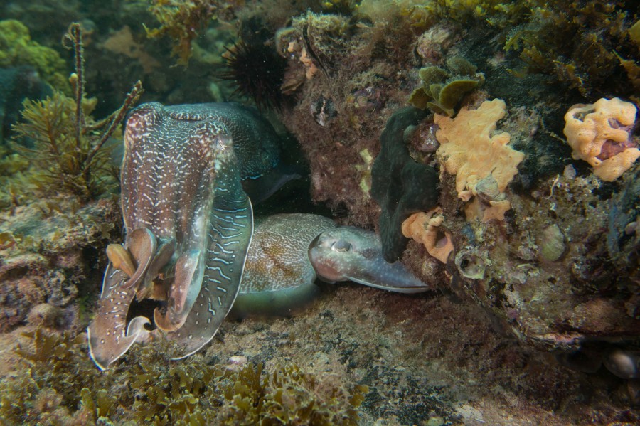 Male cuttlefish protecting his mate from other males