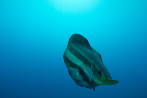 Batfish