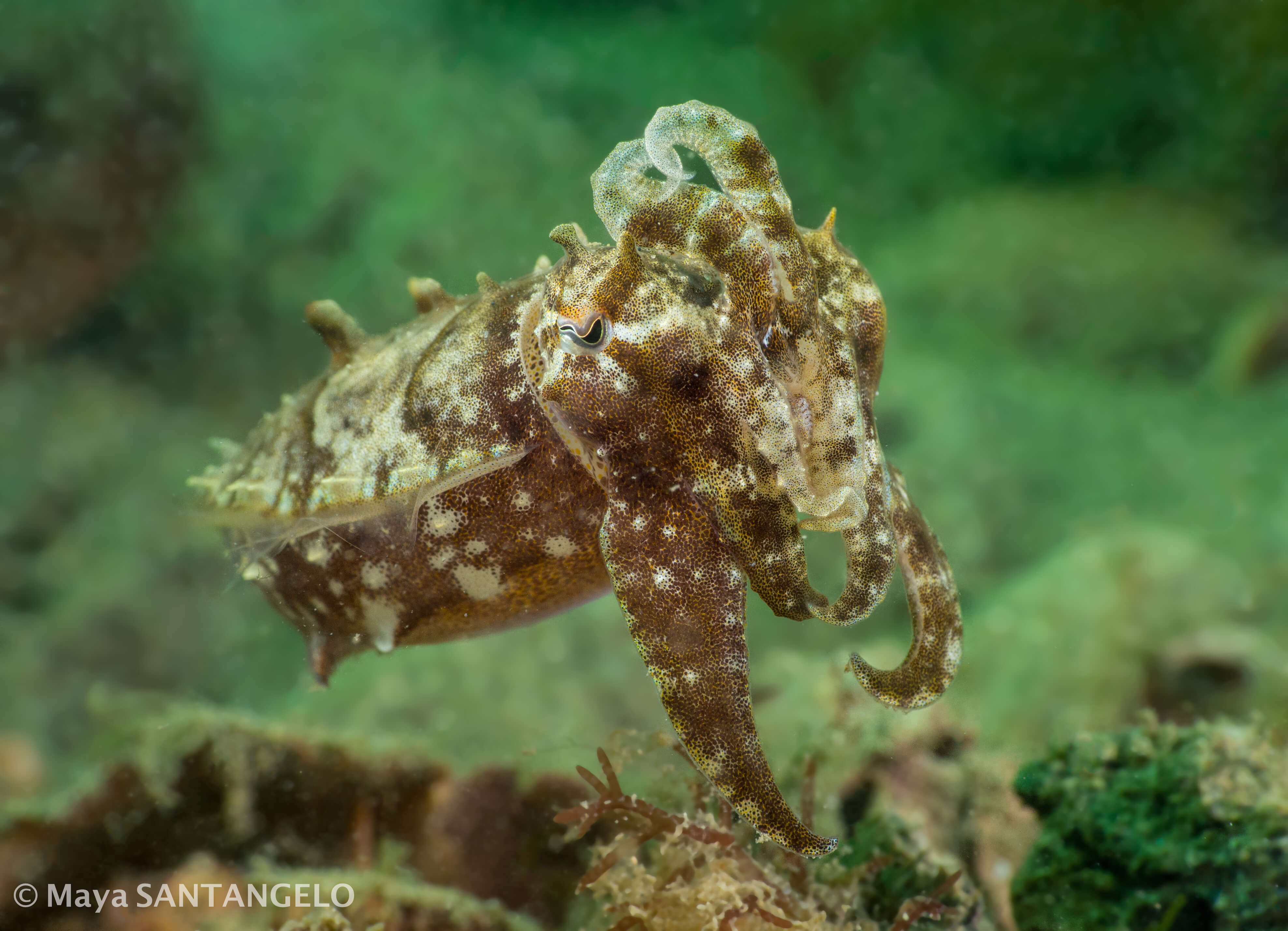 Mourning Cuttlefish (Sepia plangon) at Chowder Bay