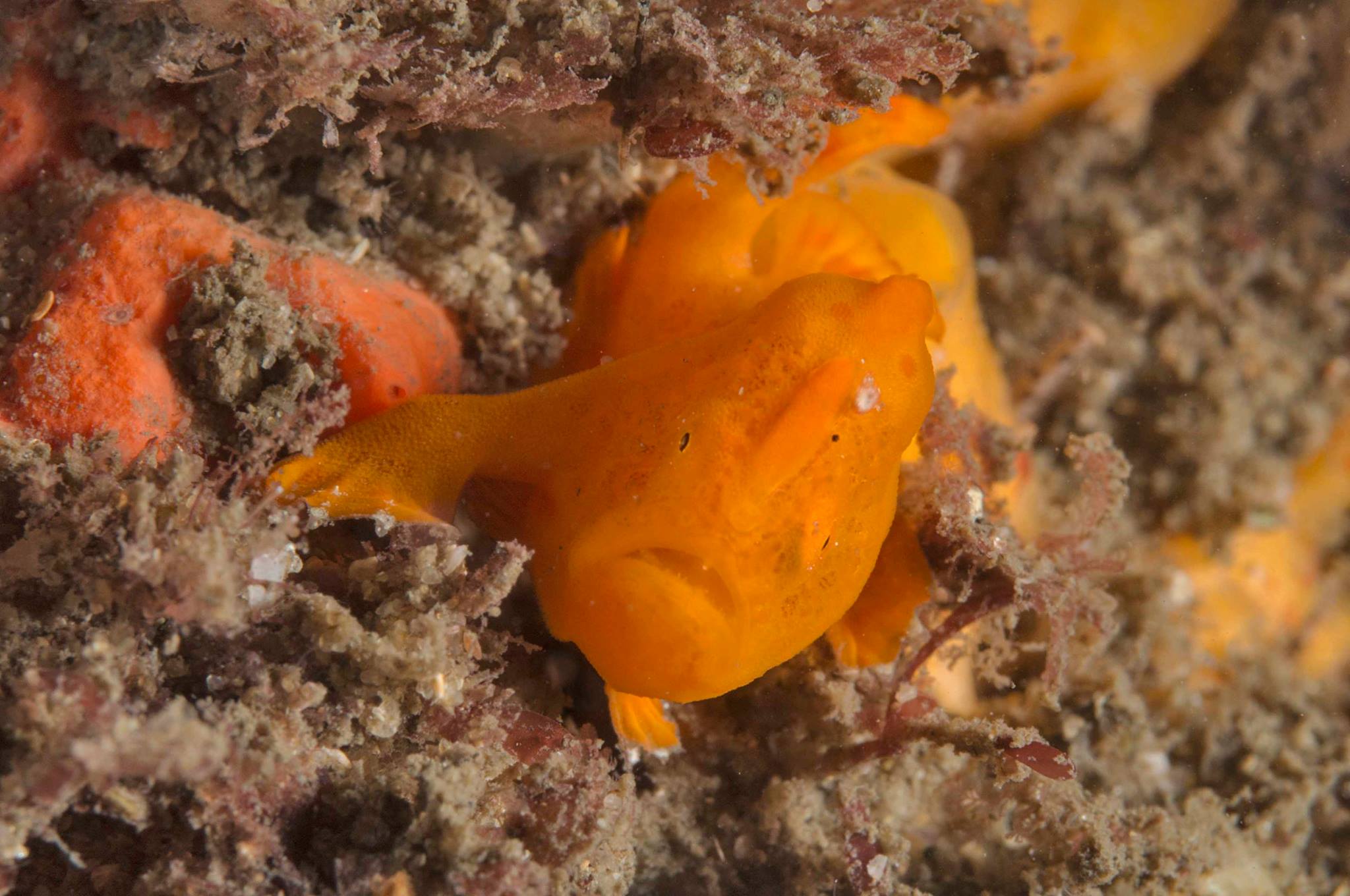 The tiniest, most adorable anglerfish I've ever seen! Photo by Jayne Jenkins.