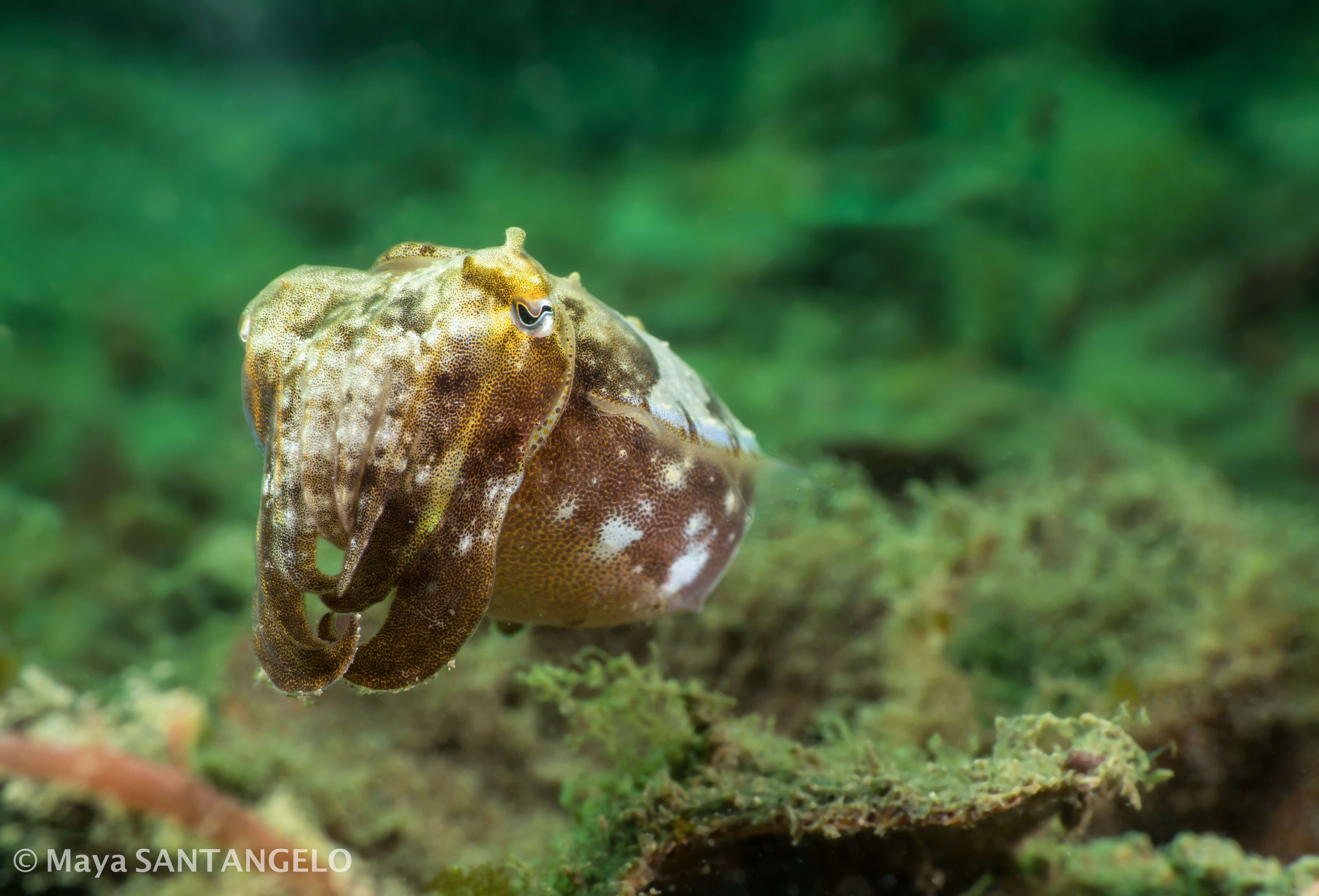 Mourning Cuttlefish (Sepia plangon) at Chowder Bay.