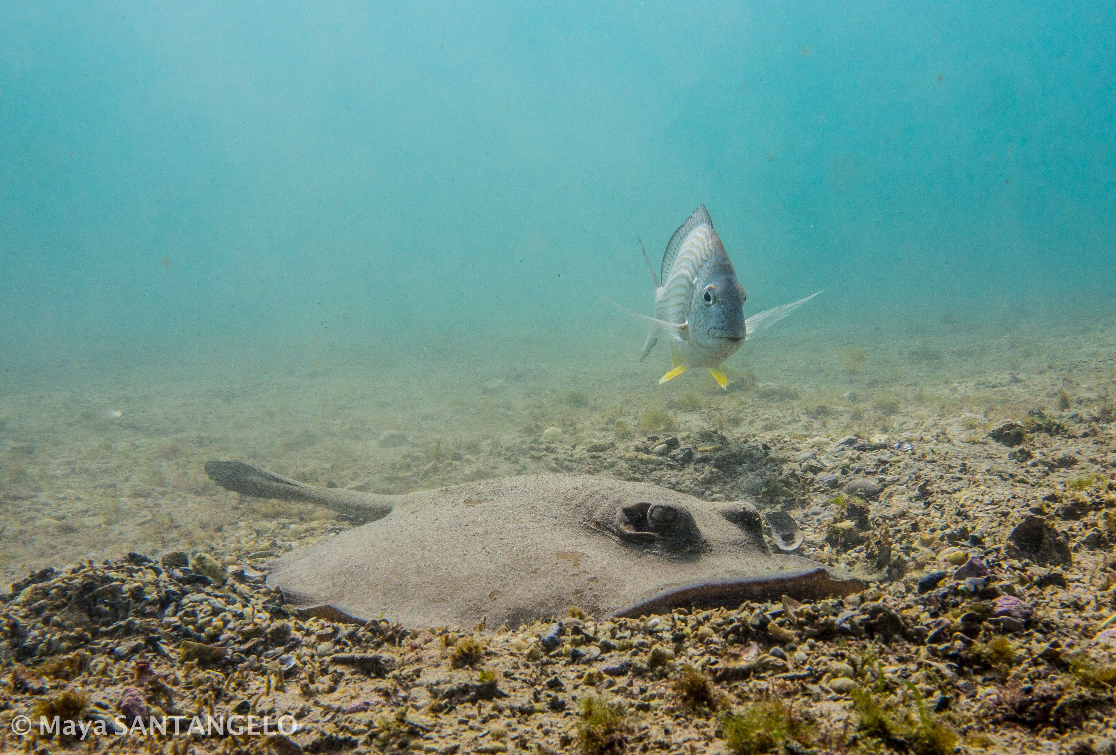 Common Stingaree (Trygonoptera testacea) and friend at Shelly Beach
