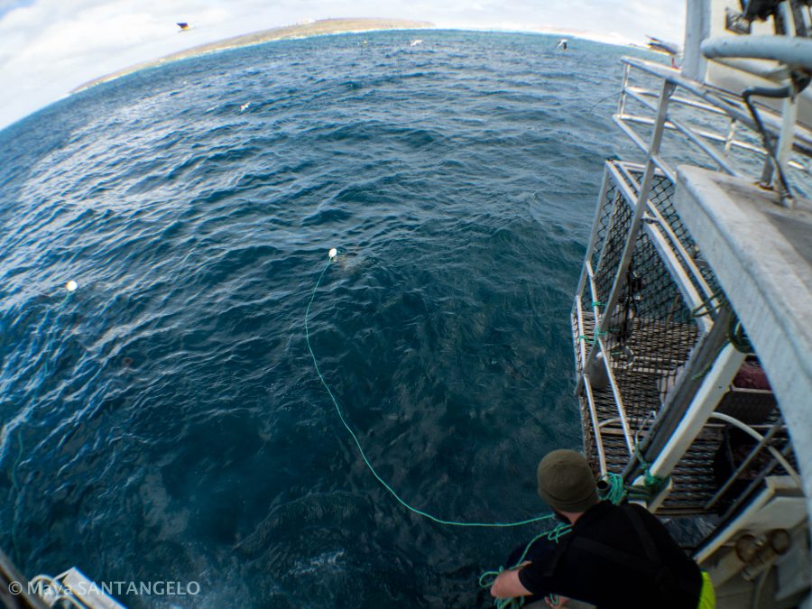 Mike handling the bait lines at the South Neptune Islands