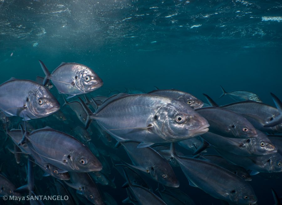 The silver trevally of anticipation
