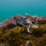 A mating pair of Giant Australian Cuttlefish