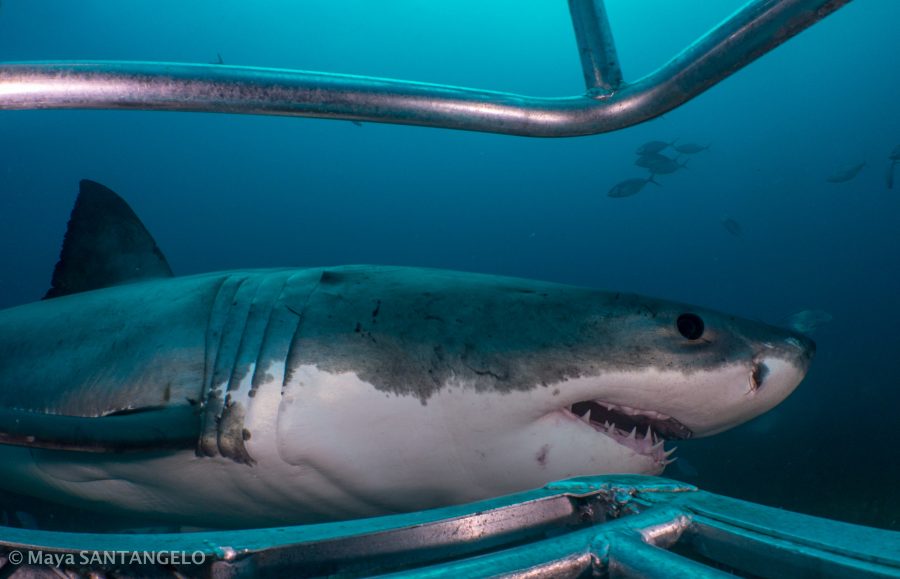 Although the world-exclusive ocean floor cage of RFSE lets us get up close and personal with white sharks, we may not encounter the right ones we need to tag