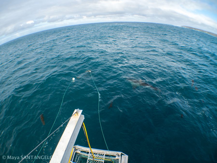 A Great White Shark cruises towards the bait near the surface cage