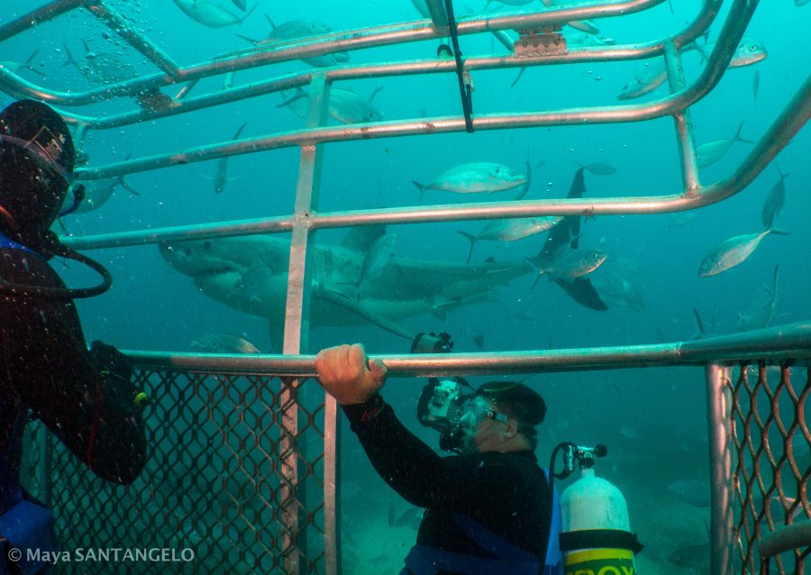 Andrew Fox photographing a white shark from the ocean floor cage
