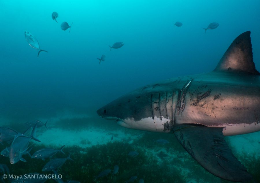 Superficial markings such as scars are temporary and are used in day-to-day identification of sharks