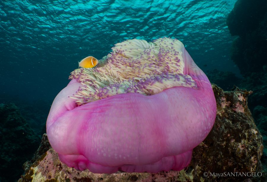 Pink anemone fish with a pink magnificent anemone in the shallows at Cod Hole