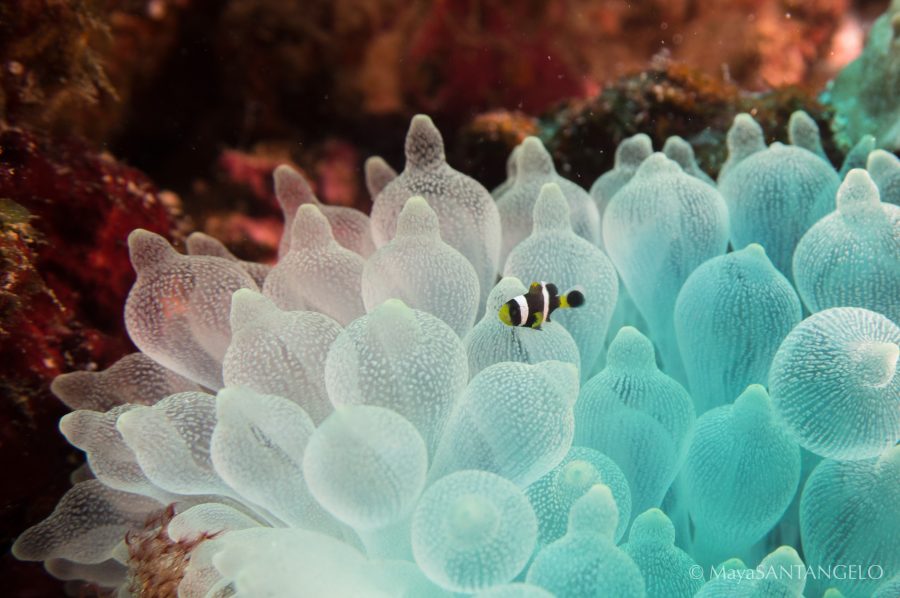 A very juvenile anemone fish (barely the size of my pinky fingernail!) with bubble-tipped anemone tucked into the reef at the base of Lighthouse Bommie