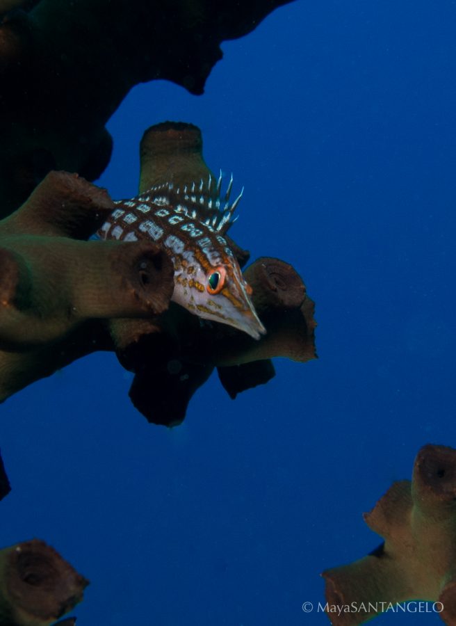 Longnose hawlkfish perched on a gorgonian coral on the edge of Steve's Bommie