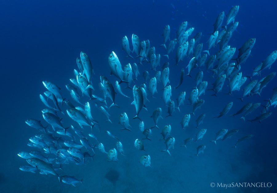 A school of big-eye trevally ascending from the blue at Steve's Bommie