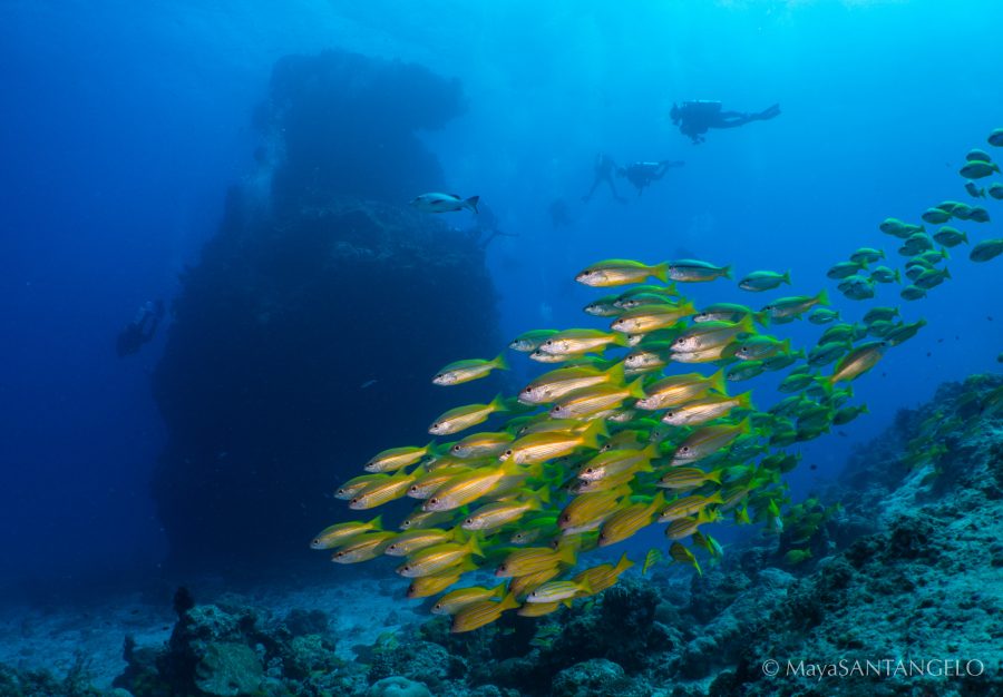 A school of yellow striped snapper at the impressive Lighthouse Bommie