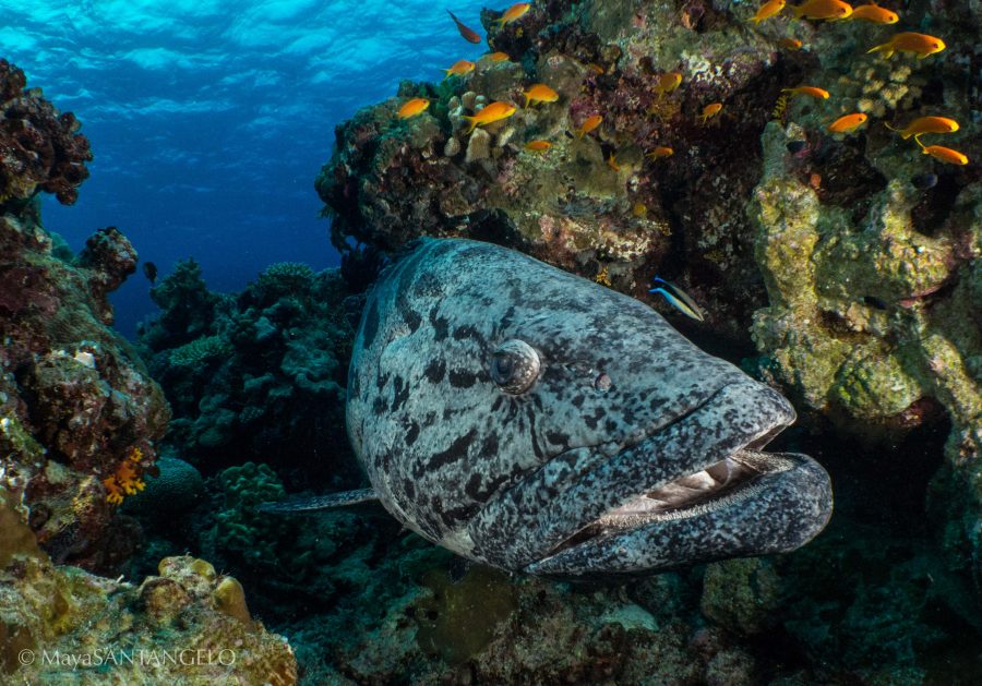 A curious potato cod tucked away in a quiet cleaning station in the reef