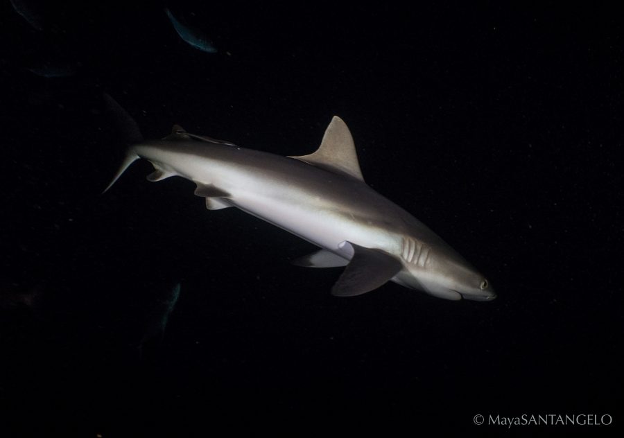 A grey reef shark passing by in the darkness