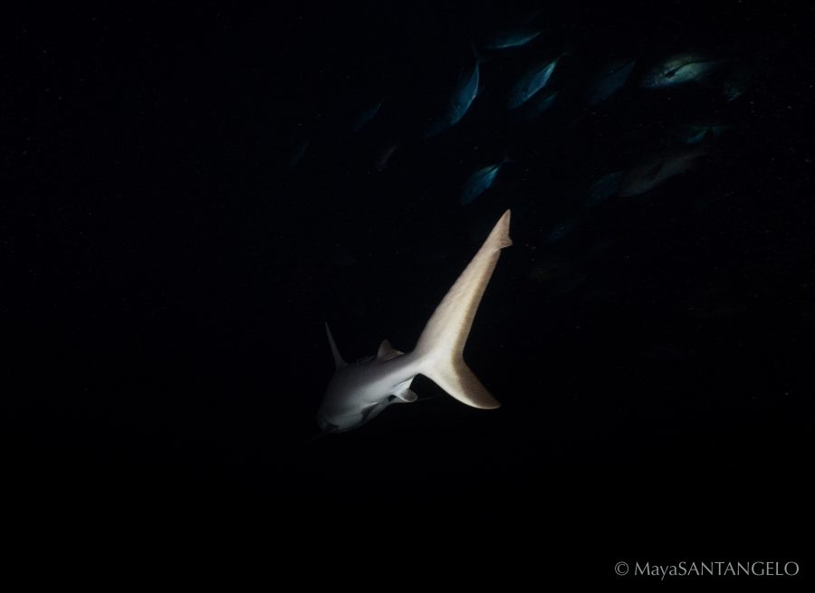 A quick glimpse of a grey reef shark
