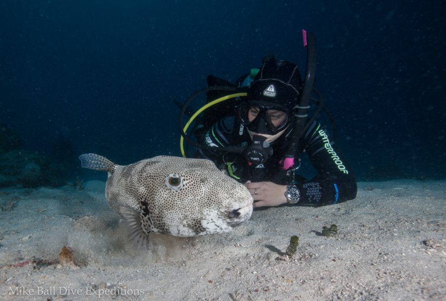 Having a moment on the sand with a star puffer. Photo by Julia Sumerling.