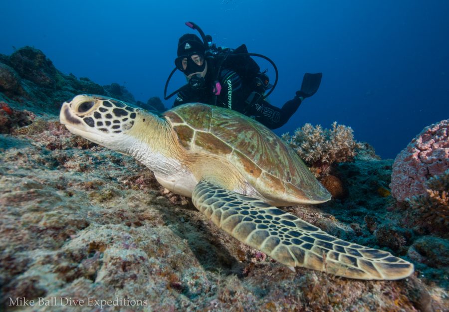 Up close with a green sea turtle at Lighthouse Bommie. Photo by Julia Sumerling.