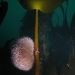 Olafsfjorour kelp forest