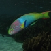 Yellow Lunare Wrasse.jpg