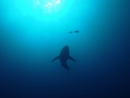 Great White Silhouette