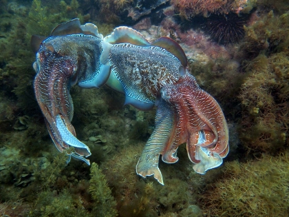 Giant Cuttlefish