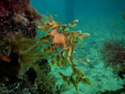 Leafy Sea Dragon