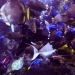 Feeding fish in the Aquarium of the Pacific