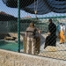 Releasing a male Sea Lion