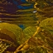 Beautiful kelp