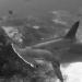 Hammerhead at cleaning station