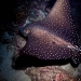 Spotted Eagle Ray on night dive