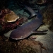 Whitetip shark on a night dive at Manuelita Island