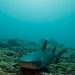 Whitetip shark at Lobster Rock