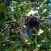 Red-footed Boobies