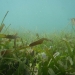 Sea Grass beds of Cahuita National Park